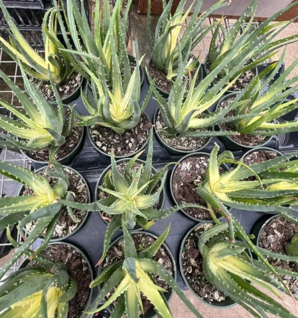 Solar Flare Aloe Plant – Indoor Succulent, 4" Pot, Variegated Red-Green Foliage