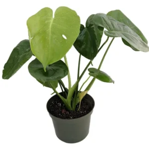 Split Leaf Philodendron Monstera 4