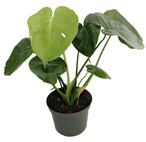 Split Leaf Philodendron Monstera 4" Pot – Edible Fruit Houseplant