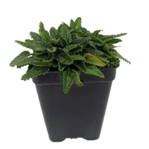 Stachys Minima Dwarf Betony Plant - 2.5