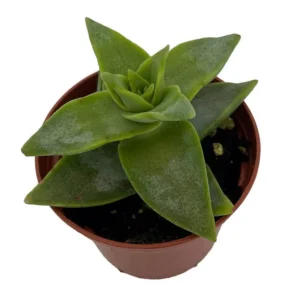 Starshine Crassula perforata Succulent - 2.5