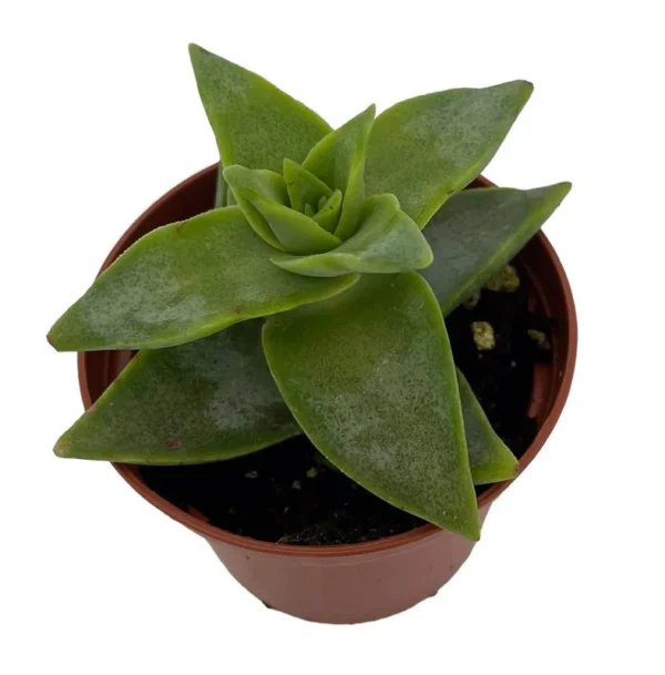 Starshine Crassula perforata Succulent - 2.5" Pot - Easy Care House Plant