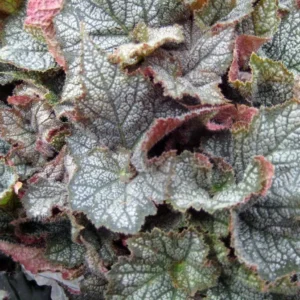 Stonewall Begonia Rhizomatous Houseplant – 3.7