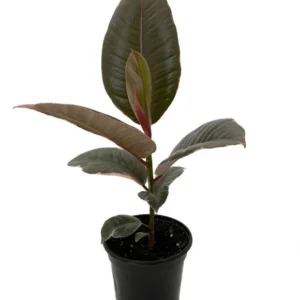 Strawberry & Cream Ruby Rubber Tree Plant - Indoor Ficus elastica 4