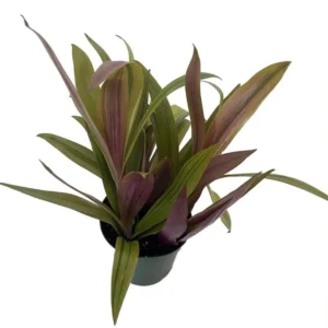 Sunny Star Moses in the Cradle Plant – Tropical Indoor Plant, 4