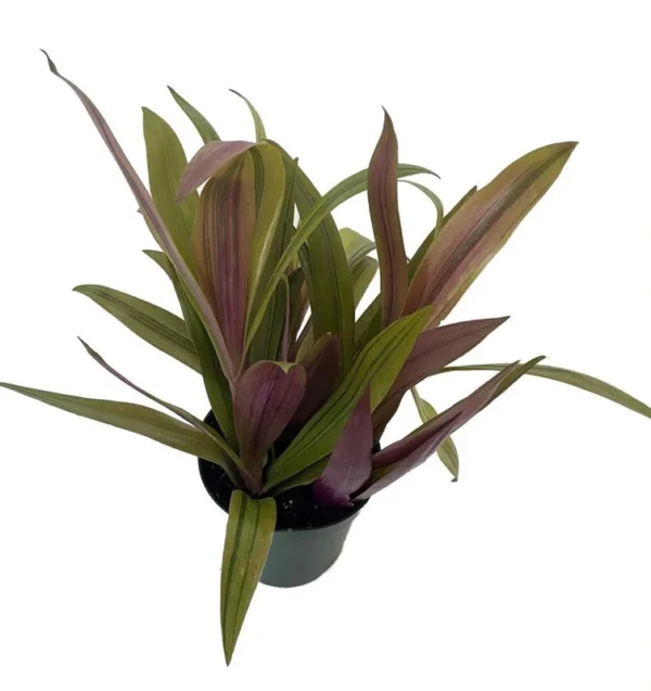 Sunny Star Moses in the Cradle Plant – Tropical Indoor Plant, 4" Pot – Easy-Care Houseplant