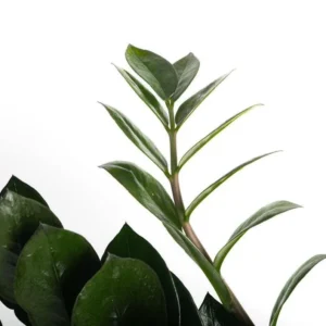 Super Nova Black ZZ Plant - Indoor Houseplant - 5