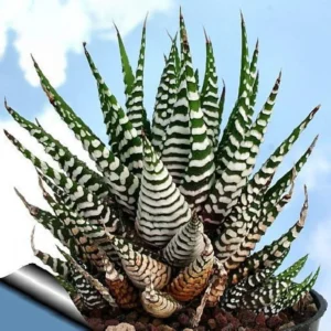 Super Zebra Plant - Easy-Care Haworthia Succulent in 2.5" Pot