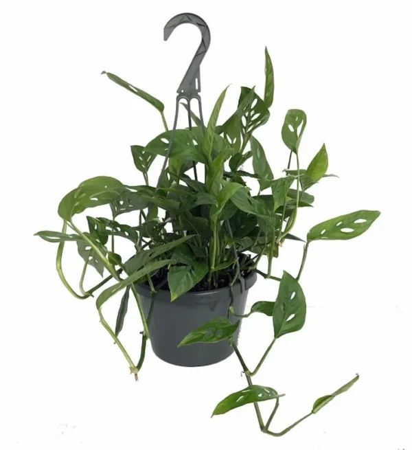 Swiss Cheese Plant Monstera Adansonii - Indoor Hanging Basket 6"