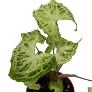 Syngonium Batik Arrowhead Plant – Live Houseplant in 2.5