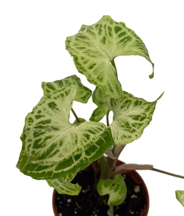 Syngonium Batik Arrowhead Plant – Live Houseplant in 2.5" Pot – Indoor Tropical Décor