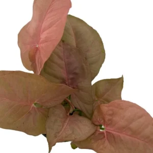 Syngonium Neon Pink Robusta - 4 Inch Pot, Vibrant Arrowhead Houseplant