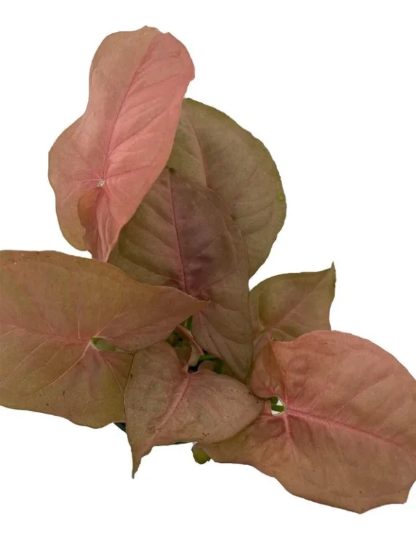 Syngonium Neon Pink Robusta - 4 Inch Pot, Vibrant Arrowhead Houseplant