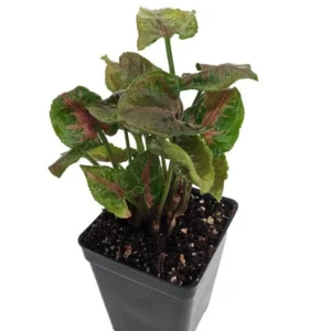 Syngonium Pink Fairy Arrowhead Plant 2.5-Inch Pot – Indoor Fairy Garden Shrub