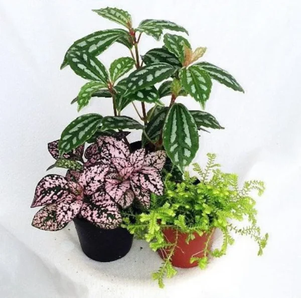 Terrarium & Fairy Garden Plants – 3 Assorted Plants in 2" Pots, Indoor Décor