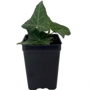 Thorndale English Ivy Live Plant – Groundcover 2.5