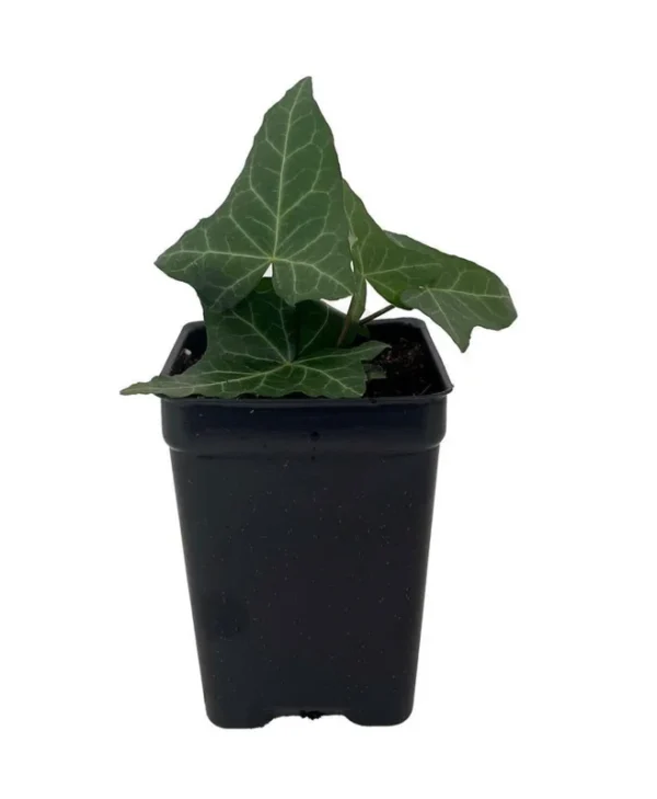 Thorndale English Ivy Live Plant – Groundcover 2.5" Pot – Drought Tolerant