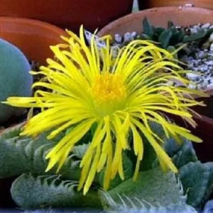 Tiger Jaws Plant - Faucaria Tigrina Succulent - 3