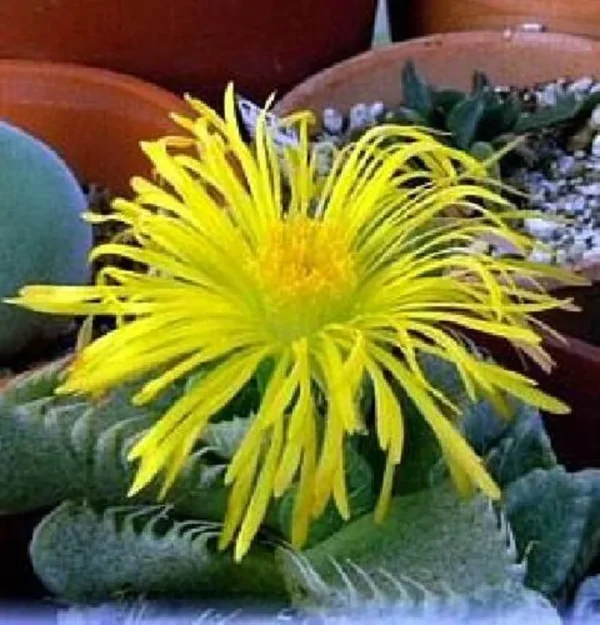 Tiger Jaws Plant - Faucaria Tigrina Succulent - 3" Pot Indoor/Outdoor Décor