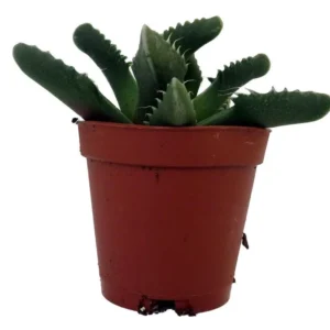 Tiger Jaws Plant - Succulent Faucaria tigrina - 2