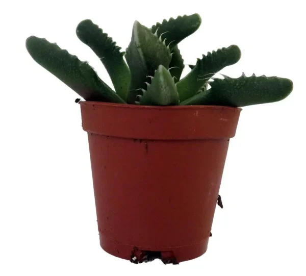 Tiger Jaws Plant - Succulent Faucaria tigrina - 2" Pot - Indoor and Outdoor Use