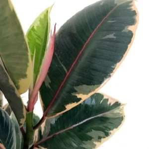 Tineke Rubber Tree Plant - Ficus elastica - Indoor Rubber Plant, 4