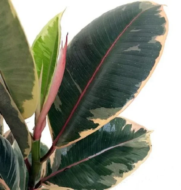 Tineke Rubber Tree Plant - Ficus elastica - Indoor Rubber Plant, 4" Pot