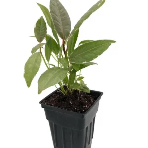 Tineke Rubber Tree Plant - Ficus elastica Variegated - 2.5" Pot