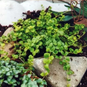 Tiny Blue Veronica Speedwell Plant – Groundcover 2.5