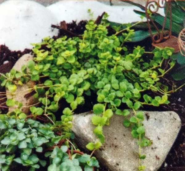 Tiny Blue Veronica Speedwell Plant – Groundcover 2.5" Pot – Drought-Tolerant Evergreen