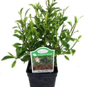 Tiny Limey Weeping Fig Ficus 2.5" Pot Green Indoor Bonsai Plant