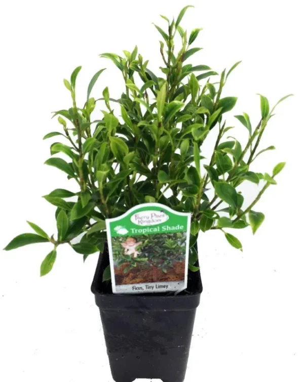 Tiny Limey Weeping Fig Ficus 2.5" Pot Green Indoor Bonsai Plant