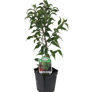 Tiny Lucie Weeping Fig - 2.5" Pot | Compact Ficus Plant for Indoors or Bonsai