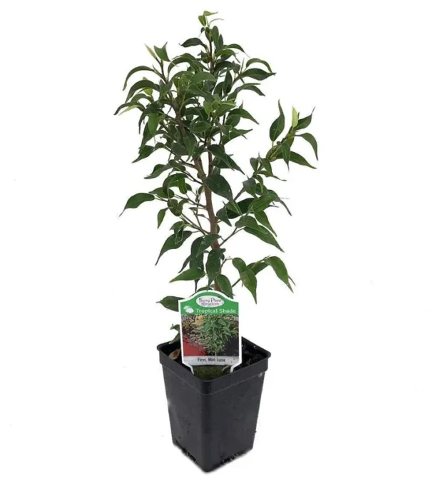 Tiny Lucie Weeping Fig - 2.5" Pot | Compact Ficus Plant for Indoors or Bonsai