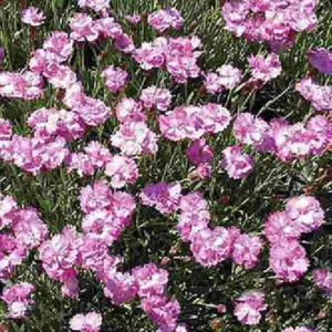 Tiny Rubies Dianthus - Hardy Groundcover Plant 2.5