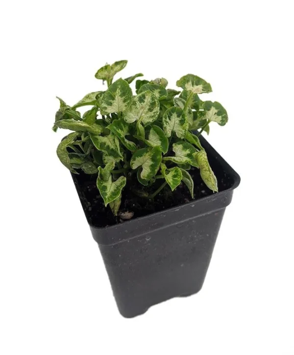 Tiny White Arrowhead Syngonium - 2.5" Pot - Indoor Fairy Garden Plant