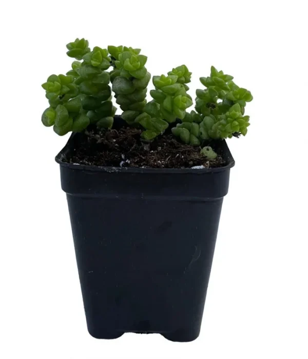 Tom Thumb Jade Succulent - Crassula - 2.5" Pot, Miniature Indoor House Plant