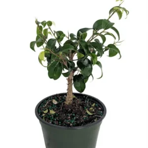 Too Little Weeping Fig Bonsai – Ficus benjamina Indoor House Plant 4" Pot