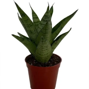 Tough Lady Sansevieria - Indoor Snake Plant in 2.5