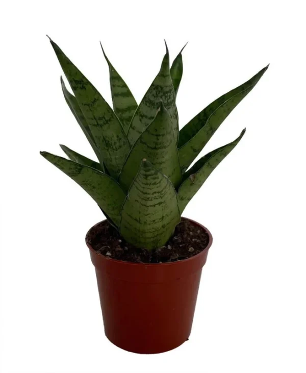 Tough Lady Sansevieria - Indoor Snake Plant in 2.5" Pot - Air Purifying Houseplant