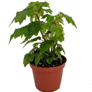 Tweedle Dee Begonia - Bonsai Houseplant in 2.5