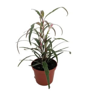 Twilight Orchid Plant - Pseuderanthemum sinuatum - 2.5