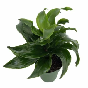 Twister Dragon Tree – Dracaena Fragrans – 4 Inch Pot Easy Care Houseplant