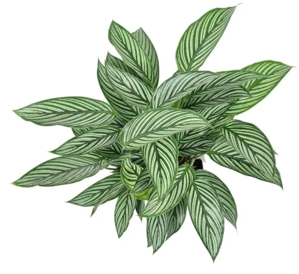 Uncommon Vittata Peacock Plant – 4" Pot, Tropical Indoor Calathea