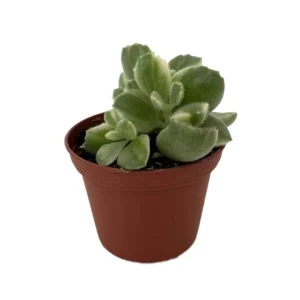 Variegated Bear Paw Succulent – Cotyledon Tomentosa Plant 2.5