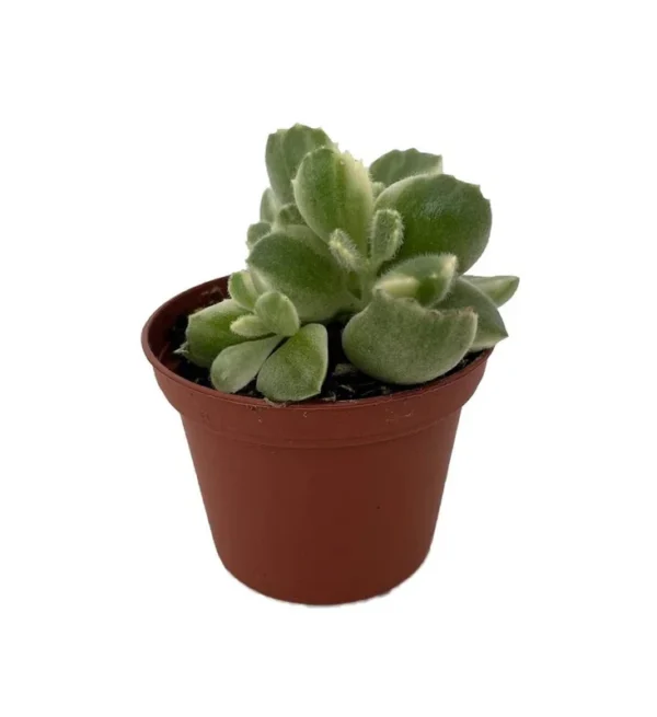 Variegated Bear Paw Succulent – Cotyledon Tomentosa Plant 2.5" Pot, Fuzzy Leaves