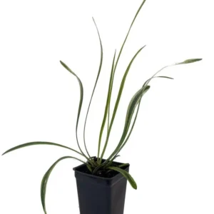 Variegated Lilyturf Plant – Live Groundcover in 2.5