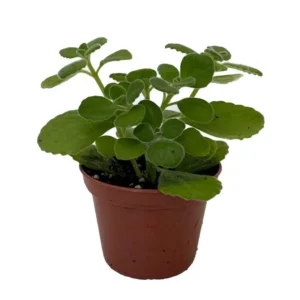 Vicks Swedish Ivy Plant - Plectranthus Houseplant - 2.5