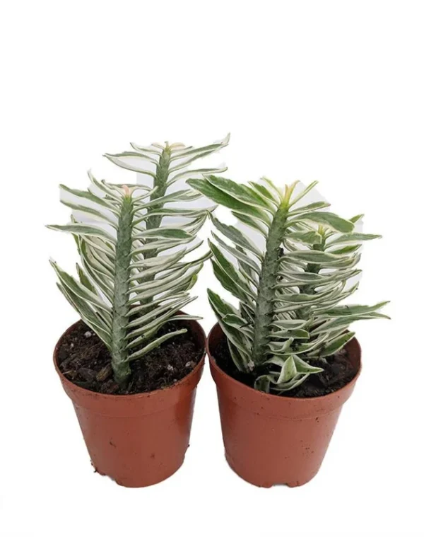 White & Green Devil's Backbone Plant Pedilanthus - 2" Pots - 2 Pack