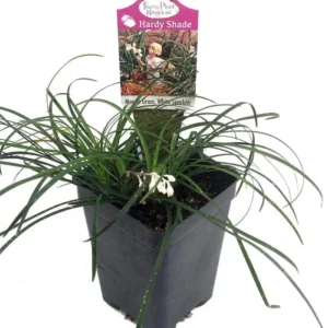 White Sparkler Mondo Grass – Ophiopogon – 2.5